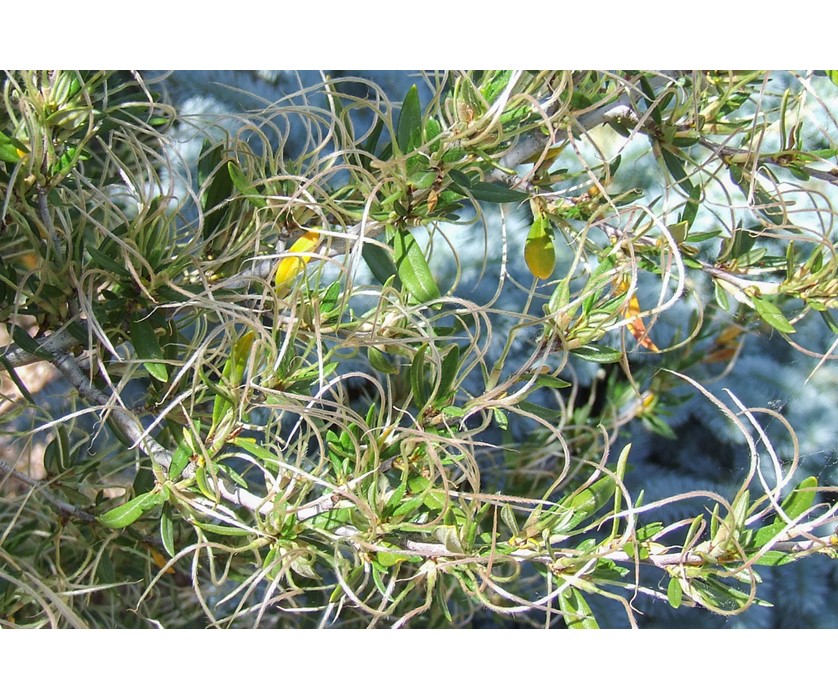 Curl-leaf Mountain Mahogany
